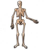 Jointed Skeleton Cutout