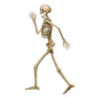 Pete Jointed Skeleton Decoration